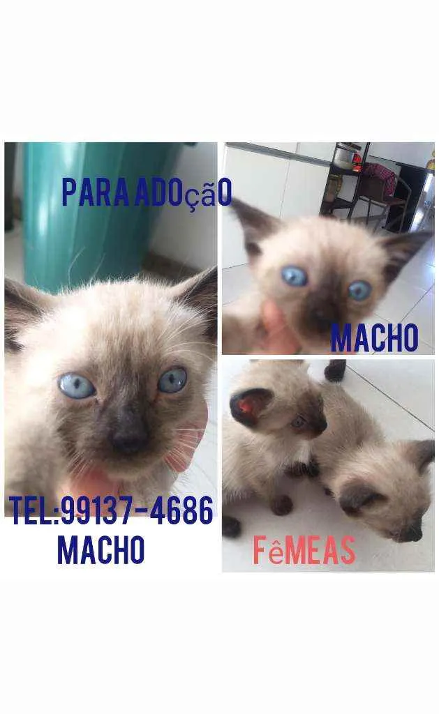 Gato raça Cianes idade Abaixo de 2 meses nome Filhotes