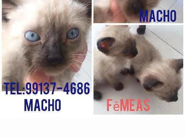 Gato raça Cianes idade Abaixo de 2 meses nome Filhotes
