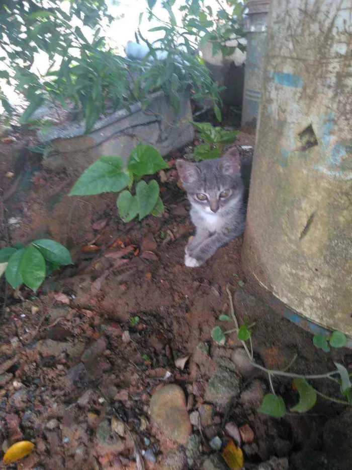 Gato ra a Não sei idade 2 a 6 meses nome Sem nome 