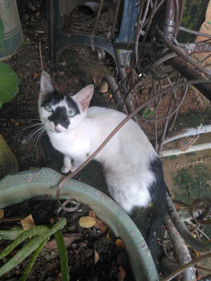 Gato ra a Não sei idade 2 a 6 meses nome Sem nome 