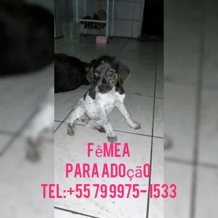 Cachorro raça Srd idade Abaixo de 2 meses nome Filhote