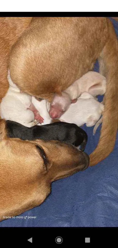 Cachorro raça Srd idade Abaixo de 2 meses nome Precisa de um lar 