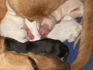 Cachorro raça Srd idade Abaixo de 2 meses nome Precisa de um lar 