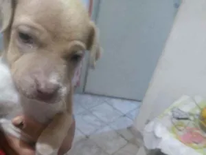 Cachorro raça Pitbull com SRD idade Abaixo de 2 meses nome Não tem nome