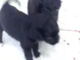 Nao tem ainda