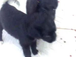Cachorro raça Vira-lata idade Abaixo de 2 meses nome Nao tem ainda