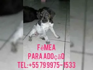 Cachorro raça Srd idade Abaixo de 2 meses nome Filhote