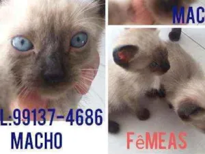 Gato raça Cianes idade Abaixo de 2 meses nome Filhotes