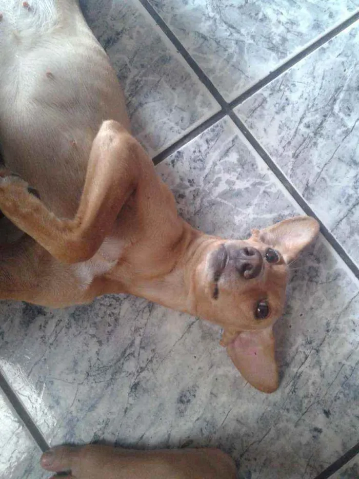 Cachorro ra a Indefinida idade 1 ano nome Maria