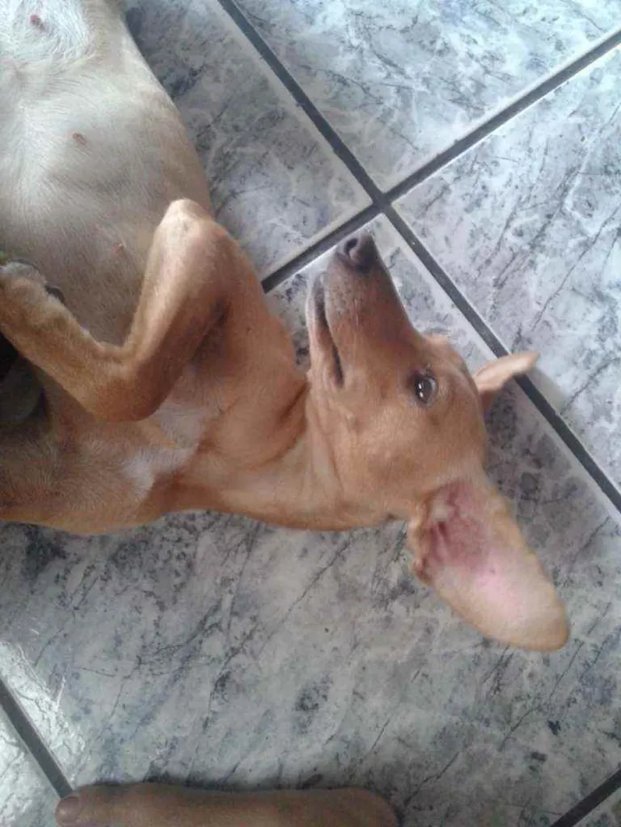 Cachorro ra a Indefinida idade 1 ano nome Maria