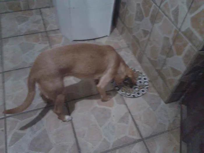 Cachorro ra a Indefinida idade 1 ano nome Maria