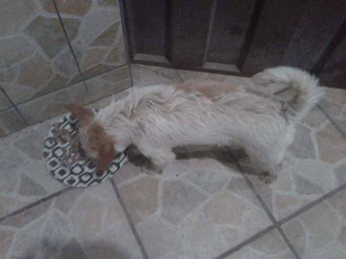 Cachorro ra a Indefinida idade 7 a 11 meses nome Lola