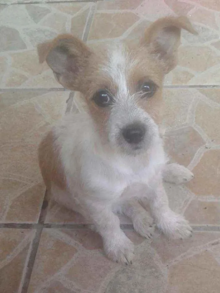 Cachorro ra a Indefinida idade 7 a 11 meses nome Lola