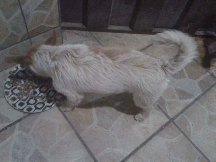 Cachorro ra a Indefinida idade 7 a 11 meses nome Lola