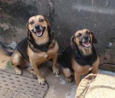 Cachorro ra a Mestiços  idade 1 ano nome Max e Lassie 