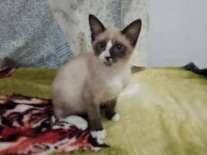 Gato raça Srd idade 2 a 6 meses nome Bella