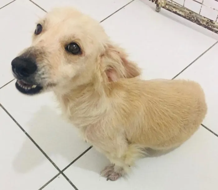 Cachorro ra a SRD idade 2 anos nome DARA