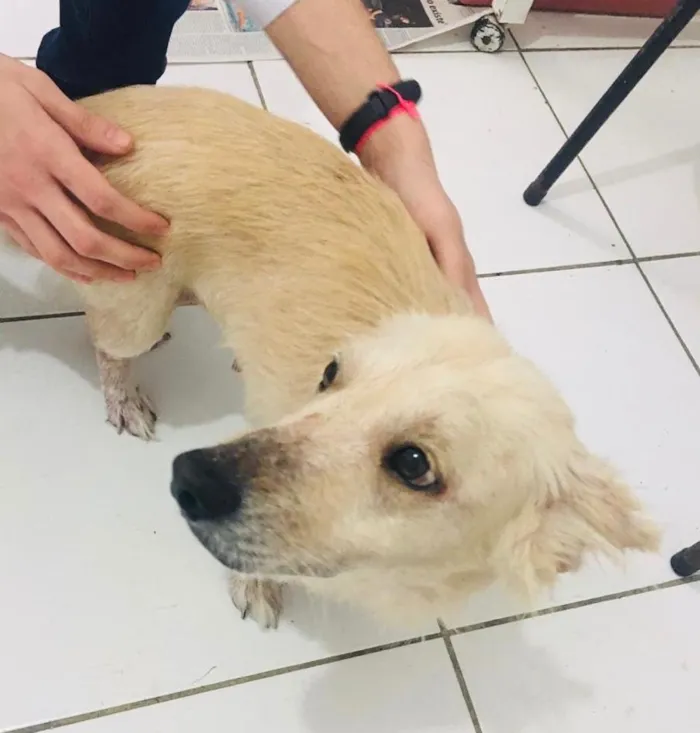 Cachorro ra a SRD idade 2 anos nome DARA