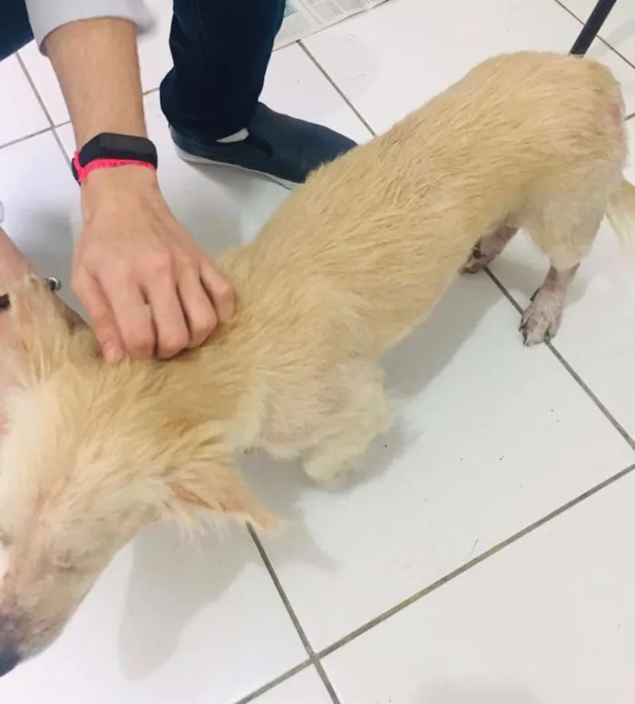 Cachorro ra a SRD idade 2 anos nome DARA