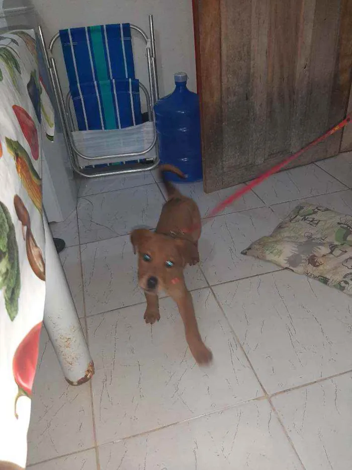 Cachorro raça misturada  idade 2 a 6 meses nome Mel 