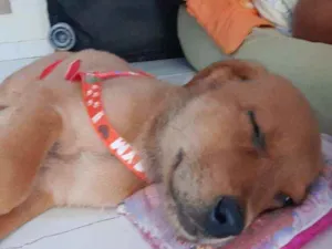 Cachorro raça misturada  idade 2 a 6 meses nome Mel 