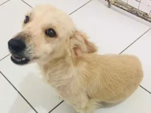Cachorro raça SRD idade 2 anos nome DARA