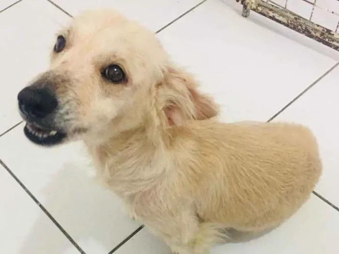 Cachorro ra a SRD idade 2 anos nome DARA
