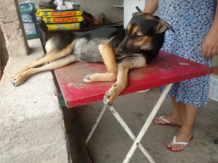 Cachorro ra a Indefinida idade 3 anos nome Thyka