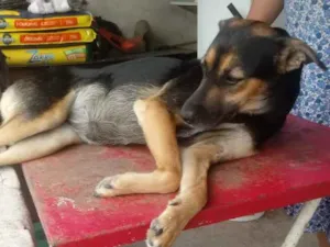 Cachorro raça Indefinida idade 3 anos nome Thyka