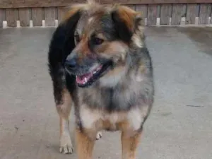 Cachorro raça SRD idade 2 anos nome Pitanga