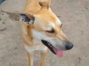 Cachorro raça SRD idade 3 anos nome Toffe