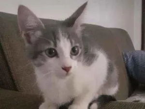 Gato raça srd idade 2 a 6 meses nome Não tem 