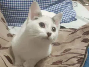 Gato raça srd idade 2 a 6 meses nome não tem 