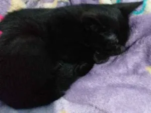 Gato raça Srd idade 2 a 6 meses nome Pérola