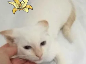 Gato raça Srd idade 2 a 6 meses nome Mingau