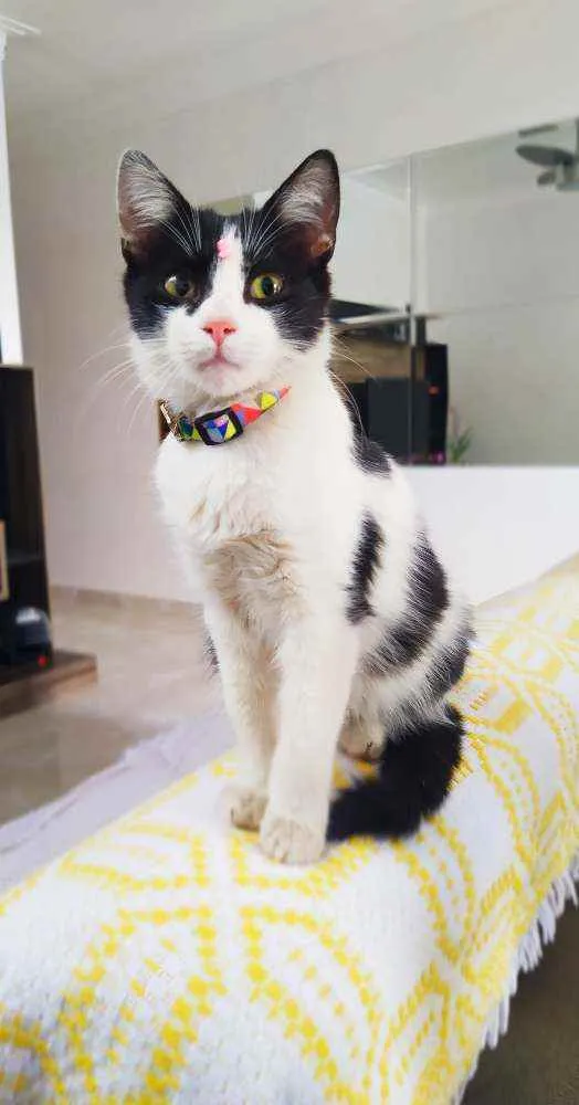 Gato ra a Srd idade 2 a 6 meses nome Fani