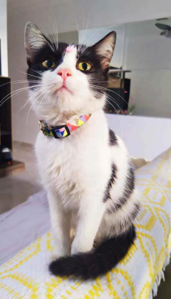 Gato ra a Srd idade 2 a 6 meses nome Fani