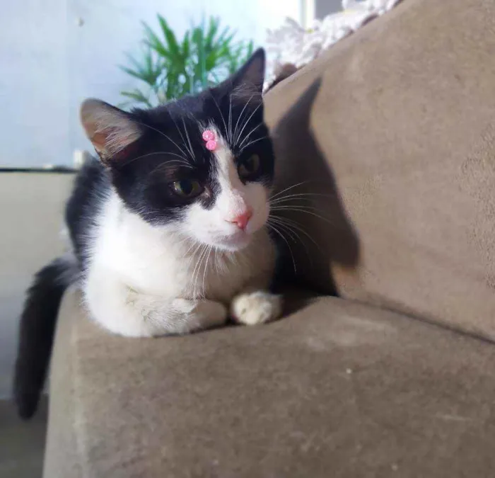 Gato ra a Srd idade 2 a 6 meses nome Fani