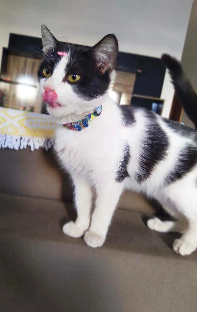 Gato ra a Srd idade 2 a 6 meses nome Fani