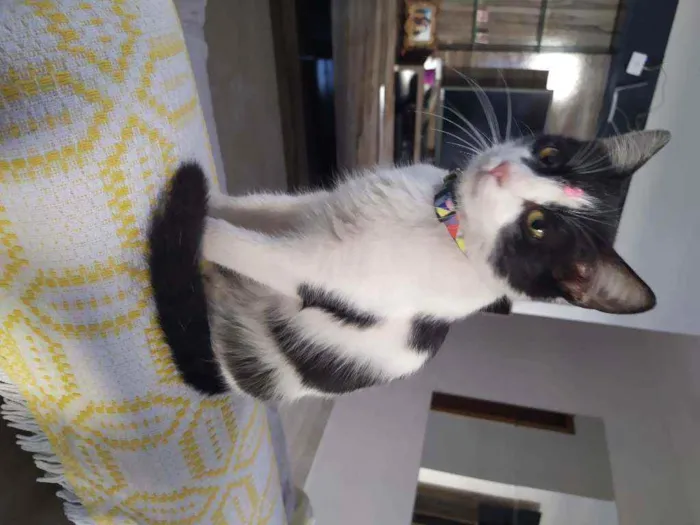 Gato ra a Srd idade 2 a 6 meses nome Fani