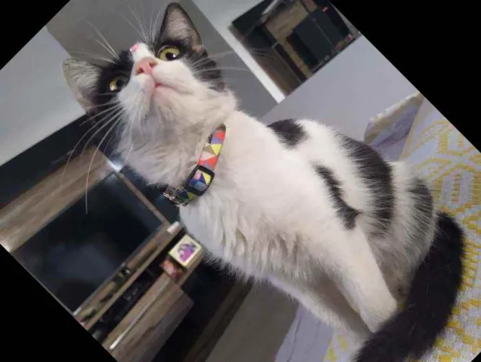 Gato ra a Srd idade 2 a 6 meses nome Fani