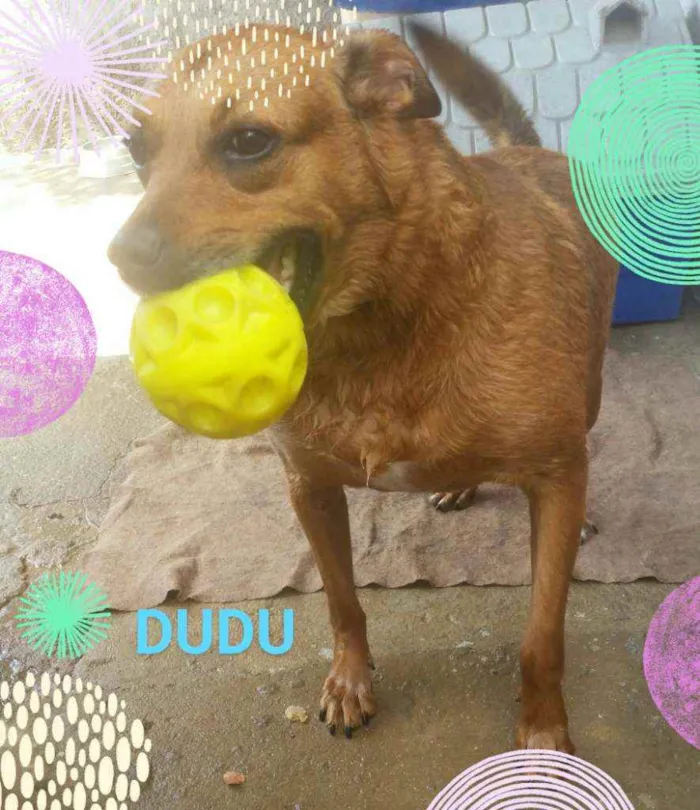 Cachorro ra a Mix pit bull idade 4 anos nome Dudu