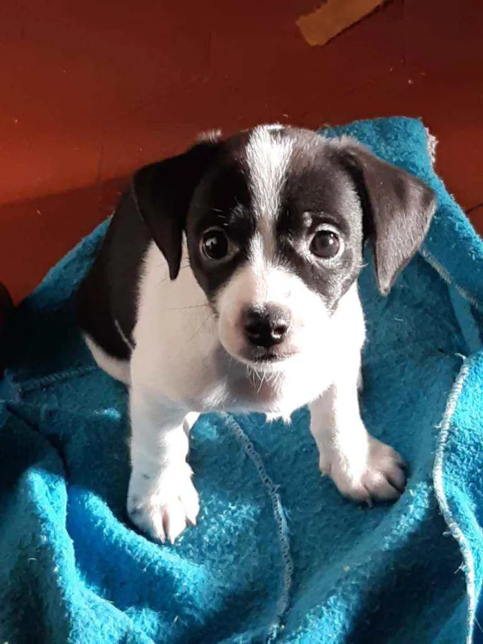 Cachorro raça  idade 2 a 6 meses nome Sem nome 