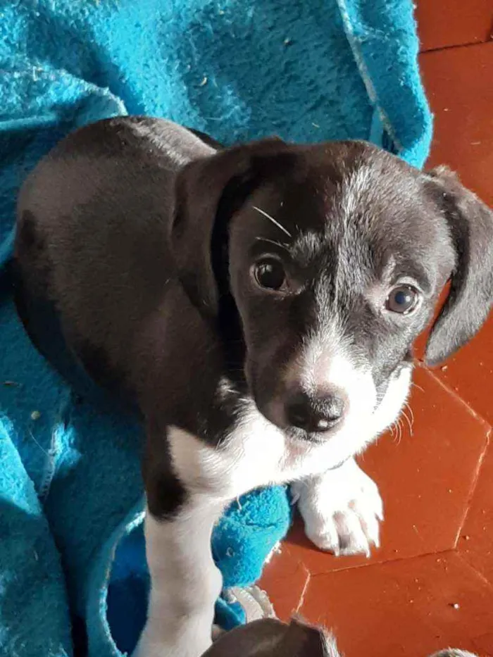 Cachorro raça  idade 2 a 6 meses nome Sem nome 
