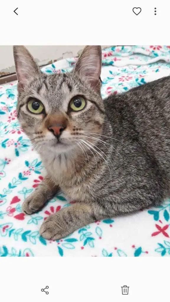 Gato ra a Srd  idade 7 a 11 meses nome Antônio lindo bebê