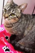 Antônio lindo bebê