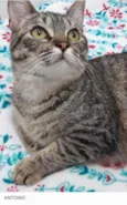 Antônio lindo bebê
