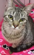 Antônio lindo bebê