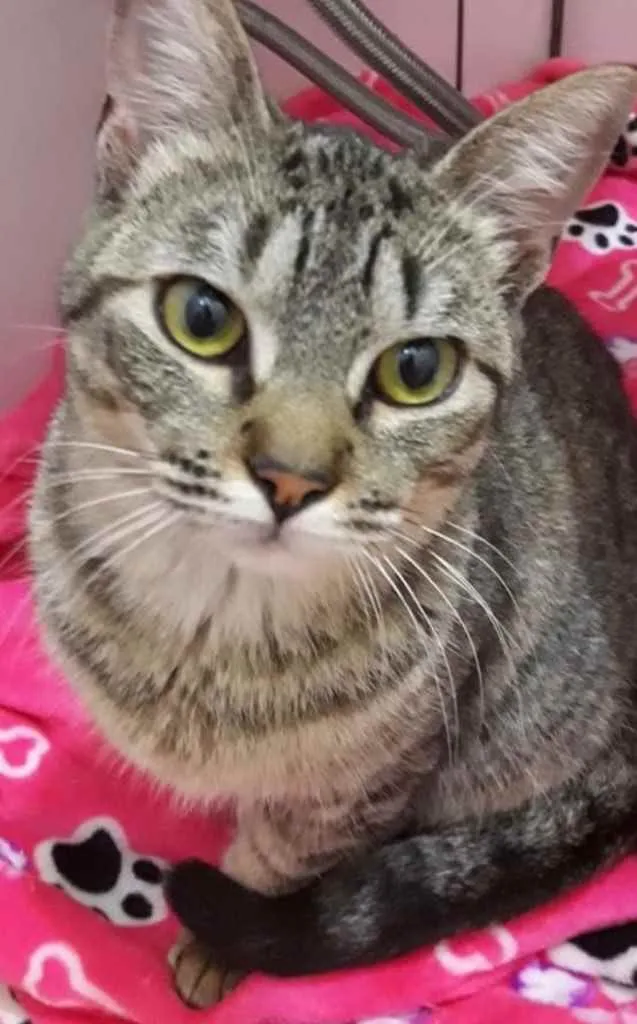 Gato ra a Srd  idade 7 a 11 meses nome Antônio lindo bebê