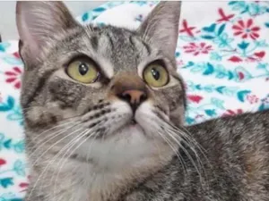 Gato raça Srd  idade 7 a 11 meses nome Antônio lindo bebê 